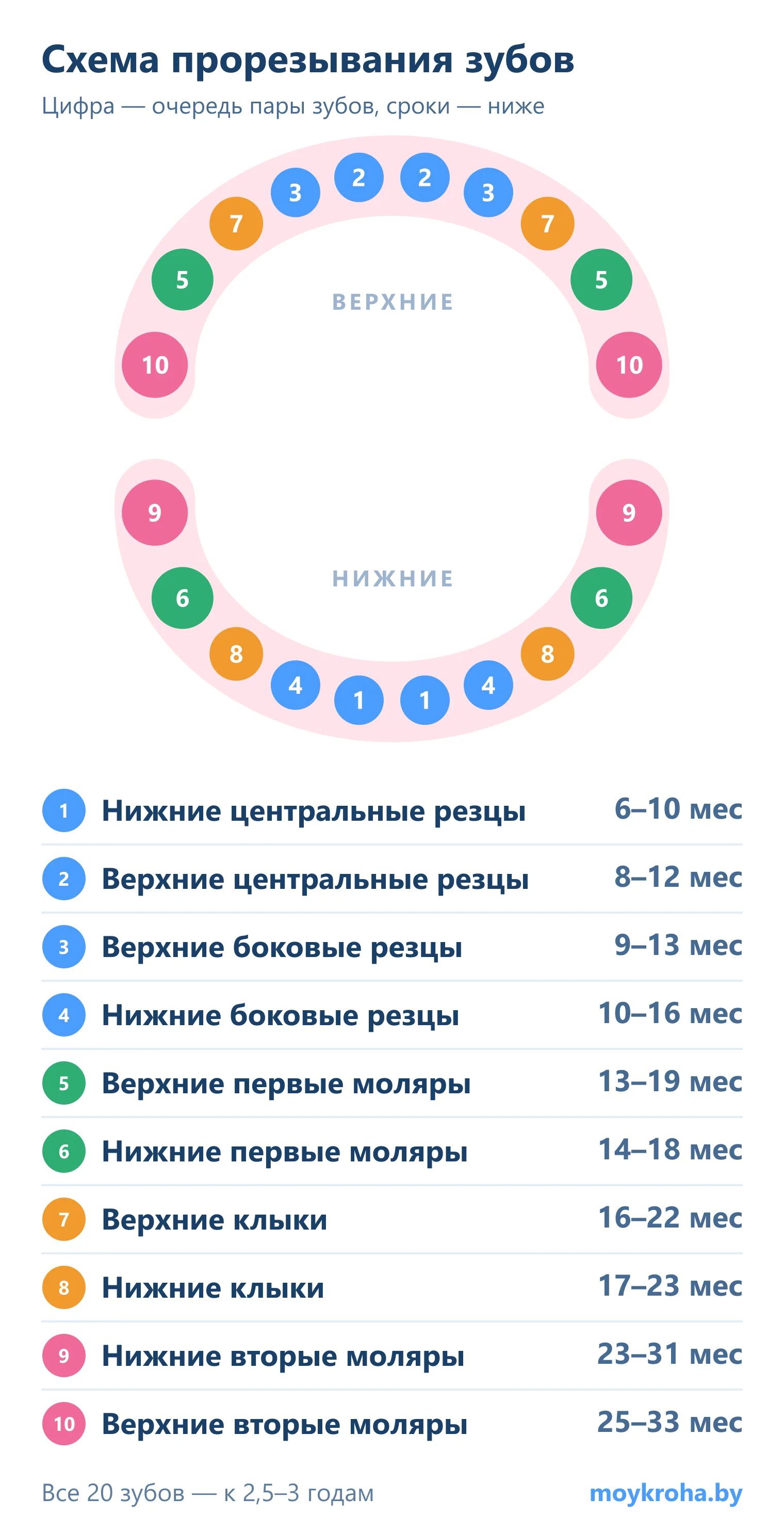 Схема прорезывания молочных зубов: порядок появления 20 зубов на верхней и нижней челюсти и сроки в месяцах